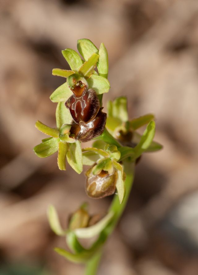 Ophrys della sezione Araniferae